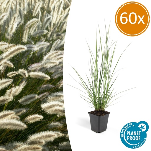 "60x Pennisetum alopecuroides 'Hameln' - ↕10-25cm - Ø9cm image"