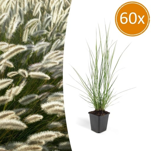 "Lampenputzergras 'Hameln' 60er-Set (Cenchrus) – winterhartes Ziergras, Topf-Ø 9 cm, Höhe ca. 25 cm image"