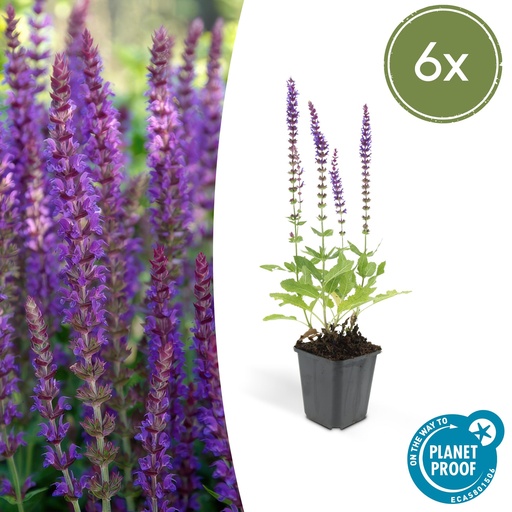 "6x Salvia nem. 'Ostfriesland' - ↕10-25cm - Ø9cm image"