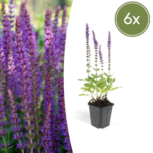 "Steppen-Salbei 'Ostfriesland' 6er-Set (Salvia nemorosa) – winterharte Staude, Topf-Ø 9 cm, Höhe ca. 25 cm image"