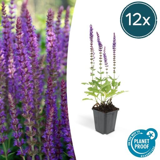 "12x Salvia nem. 'Ostfriesland' - ↕10-25cm - Ø9cm image"