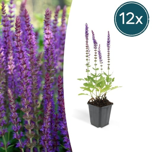 "Steppen-Salbei 'Ostfriesland' 12er-Set (Salvia nemorosa) – winterharte Staude, Topf-Ø 9 cm, Höhe ca. 25 cm image"