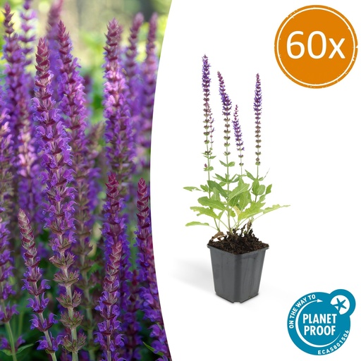 "60x Salvia nem. 'Ostfriesland' - ↕10-25cm - Ø9cm image"