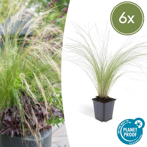 "6x Stipa tenuissima 'Ponytails' - ↕10-25cm - Ø9cm image"