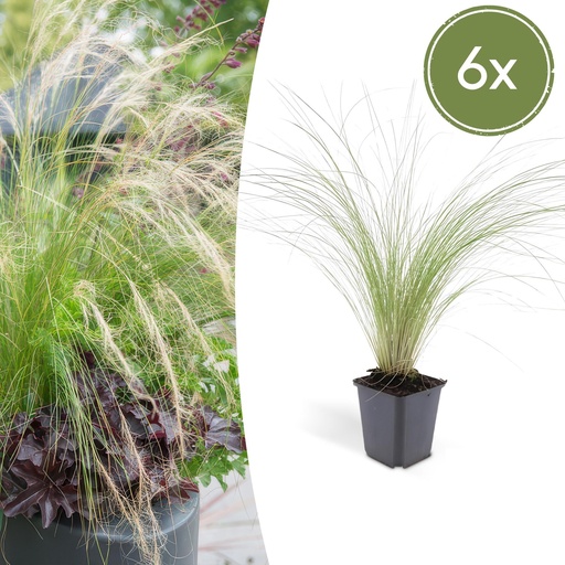 "Federgras 'Ponytails' 6er-Set (Stipa tenuissima) – winterhartes Ziergras, Topf-Ø 9 cm, Höhe ca. 25 cm image"