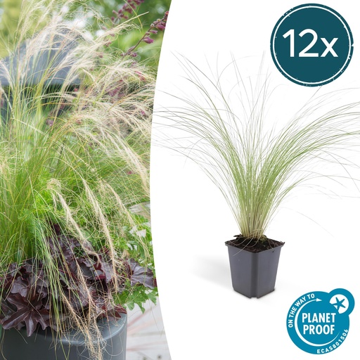 "12x Stipa tenuissima 'Ponytails' - ↕10-25cm - Ø9cm image"
