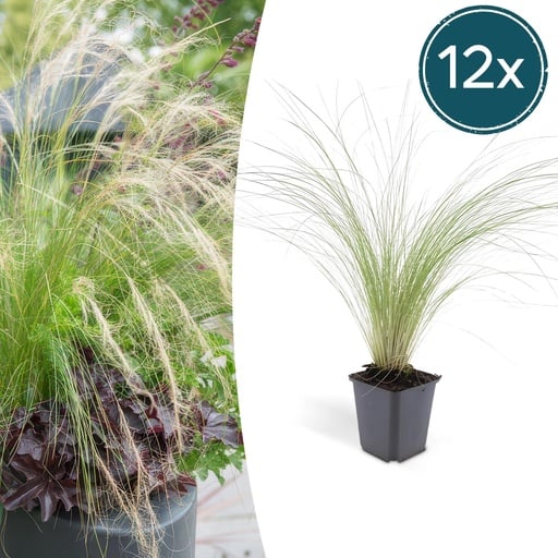 "Federgras 'Ponytails' 12er-Set (Stipa tenuissima) – winterhartes Ziergras, Topf-Ø 9 cm, Höhe ca. 25 cm image"