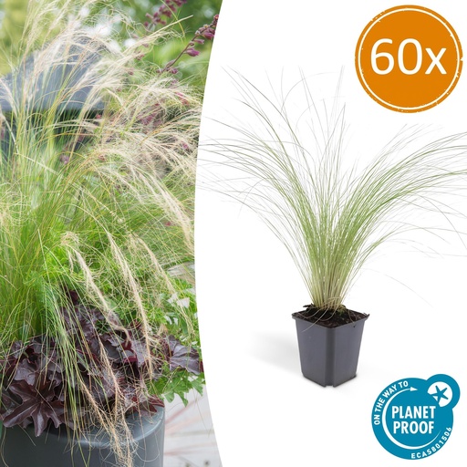 "60x Stipa tenuissima 'Ponytails' - ↕10-25cm - Ø9cm image"