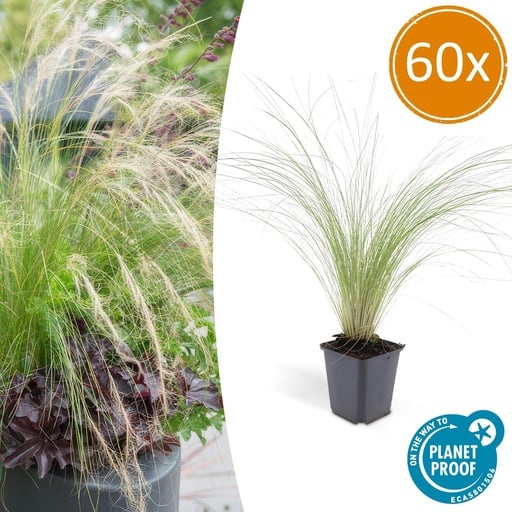 "Federgras 'Ponytails' 60er-Set (Stipa tenuissima) – winterhartes Ziergras, Topf-Ø 9 cm, Höhe ca. 25 cm image"