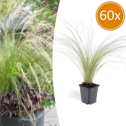 "Federgras 'Ponytails' 60er-Set (Stipa tenuissima) – winterhartes Ziergras, Topf-Ø 9 cm, Höhe ca. 25 cm image"