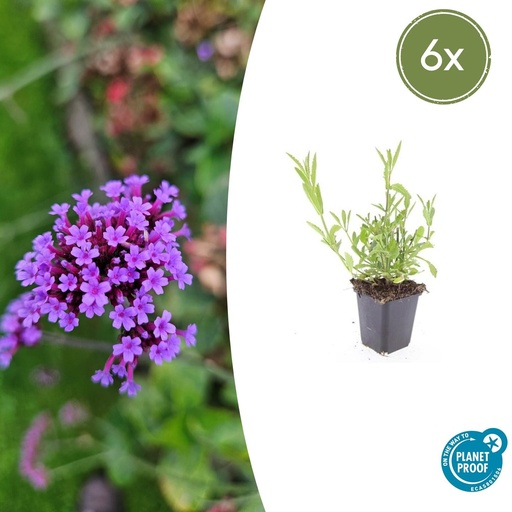 "6x Verbena bonariensis - ↕10-25cm - Ø9cm image"