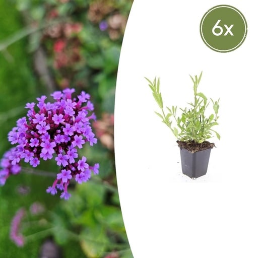 "Patagonisches Eisenkraut 6er-Set (Verbena bonariensis) – winterharte Staude, Topf-Ø 9 cm, Höhe ca. 25 cm image"