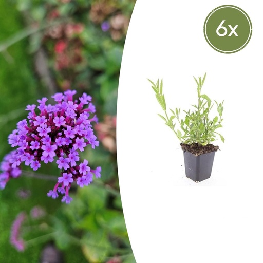 "Patagonisches Eisenkraut 6er-Set (Verbena bonariensis) – winterharte Staude, Topf-Ø 9 cm, Höhe ca. 25 cm image"