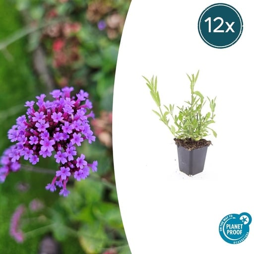 "12x Verbena bonariensis - ↕10-25cm - Ø9cm image"