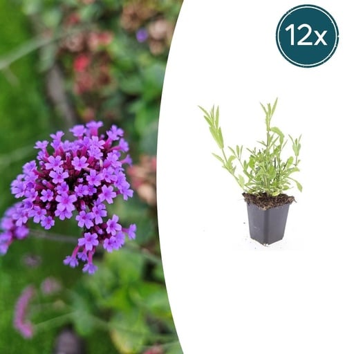 "Patagonisches Eisenkraut 12er-Set (Verbena bonariensis) – winterharte Staude, Topf-Ø 9 cm, Höhe ca. 25 cm image"