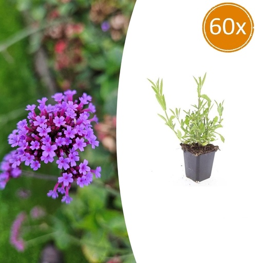 "Patagonisches Eisenkraut 60er-Set (Verbena bonariensis) – winterharte Staude, Topf-Ø 9 cm, Höhe ca. 25 cm image"