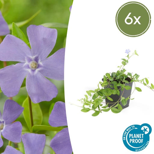 "6x Vinca minor - ↕10-25cm - Ø9cm image"