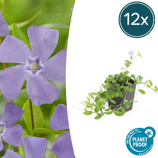 "12x Vinca minor - ↕10-25cm - Ø9cm image"