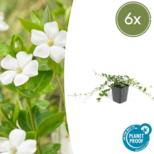 "6x Vinca minor 'Alba' - ↕10-25cm - Ø9cm image"