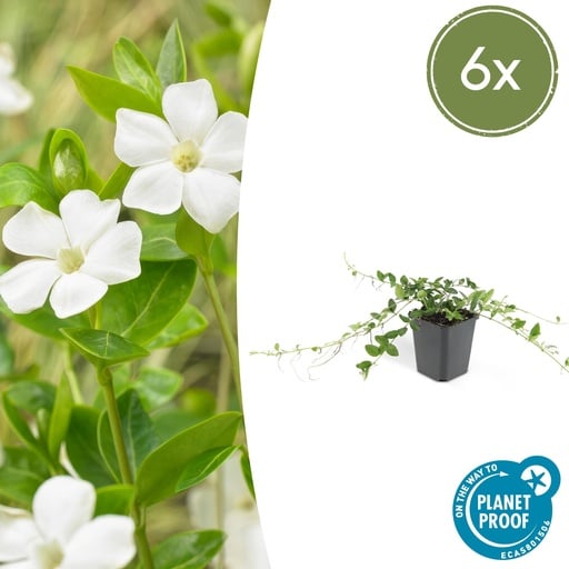 "6x Vinca minor 'Alba' - ↕10-25cm - Ø9cm image"