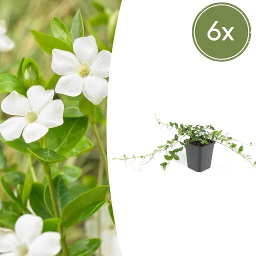 "Immergrün 'Alba' 6er-Set (Vinca minor) – winterharter Bodendecker, Topf-Ø 9 cm, Höhe ca. 25 cm image"