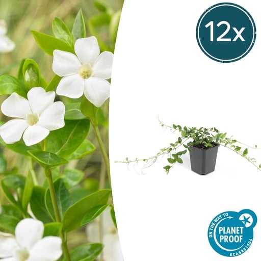 "Immergrün 'Alba' 12er-Set (Vinca minor) – winterharter Bodendecker, Topf-Ø 9 cm, Höhe ca. 25 cm image"