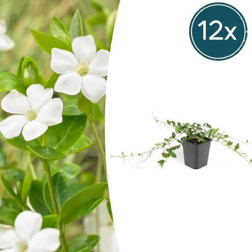 "Immergrün 'Alba' 12er-Set (Vinca minor) – winterharter Bodendecker, Topf-Ø 9 cm, Höhe ca. 25 cm image"