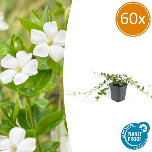 "60x Vinca minor 'Alba' - ↕10-25cm - Ø9cm image"