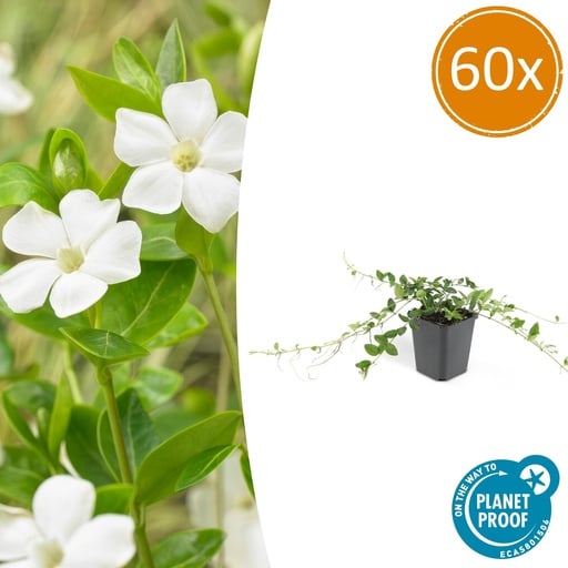 "60x Vinca minor 'Alba' - ↕10-25cm - Ø9cm image"