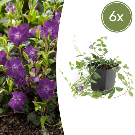 "Immergrün 'Atropurpurea' 6er-Set (Vinca minor) – winterharter Bodendecker, Topf-Ø 9 cm, Höhe ca. 25 cm image"