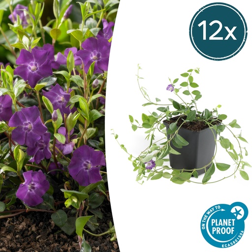 "12x Vinca minor 'Atropurpurea', - ↕10-25cm - Ø9cm image"