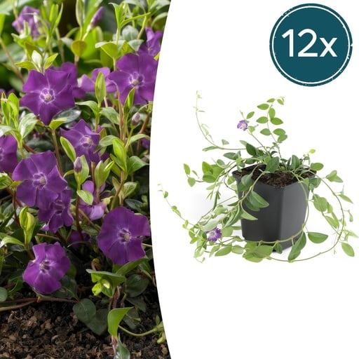 "Immergrün 'Atropurpurea' 12er-Set (Vinca minor) – winterharter Bodendecker, Topf-Ø 9 cm, Höhe ca. 25 cm image"