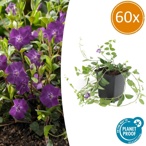 "60x Vinca minor 'Atropurpurea', - ↕10-25cm - Ø9cm image"