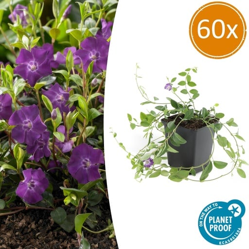 "60x Vinca minor 'Atropurpurea' - ↕10-25cm - Ø9cm image"
