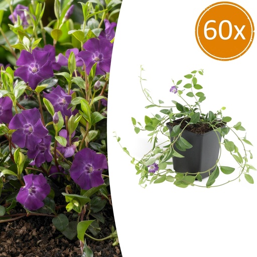 "Immergrün 'Atropurpurea' 60er-Set (Vinca minor) – winterharter Bodendecker, Topf-Ø 9 cm, Höhe ca. 25 cm image"