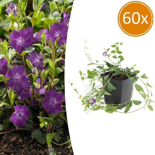 "Immergrün 'Atropurpurea' 60er-Set (Vinca minor) – winterharter Bodendecker, Topf-Ø 9 cm, Höhe ca. 25 cm image"