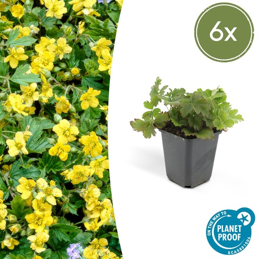 "6x Waldsteinia ternata - ↕10-25cm - Ø9cm image"