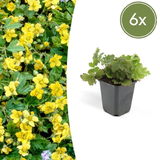 "Golderdbeere 6er-Set (Waldsteinia ternata) – winterharter Bodendecker, Topf-Ø 9 cm, Höhe ca. 25 cm image"