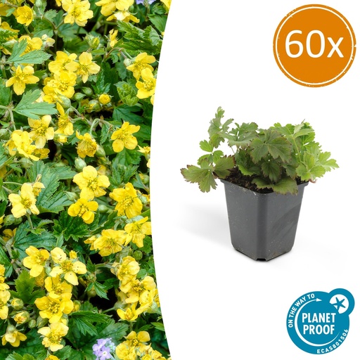 "60x Waldsteinia ternata - ↕10-25cm - Ø9cm image"