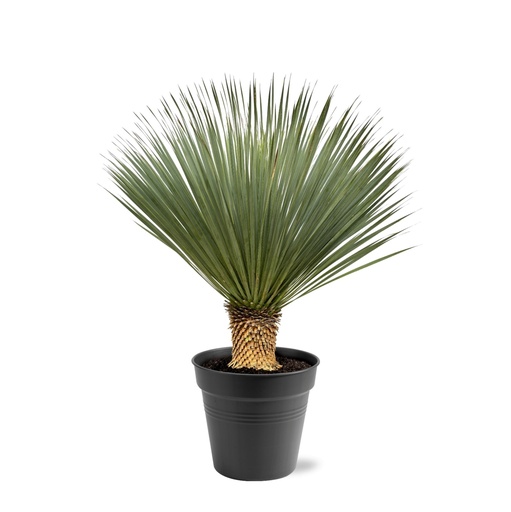 "Blaue Palmlilie (Yucca rostrata) – pflegeleichte Zimmerpflanze, Höhe ca. 120 cm image"