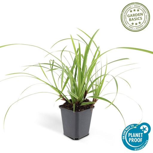"Carex morrowii 'Ice Dance' - â†•10-25cm - Ã˜9cm 1x image"