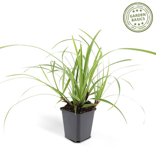 "Japan-Segge 'Ice Dance' (Carex morrowii) – winterhartes Ziergras, Topf-Ø 9 cm, Höhe ca. 25 cm image"