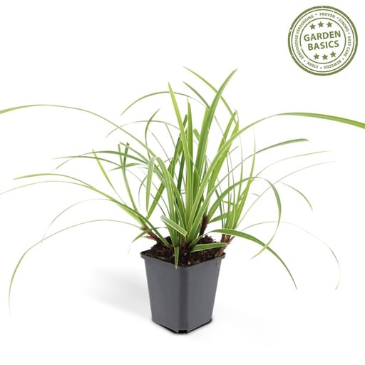 "Japan-Segge 'Ice Dance' (Carex morrowii) – winterhartes Ziergras, Topf-Ø 9 cm, Höhe ca. 25 cm image"
