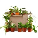 Green Zweite Change Box: Zimmerpflanzen 12er Set