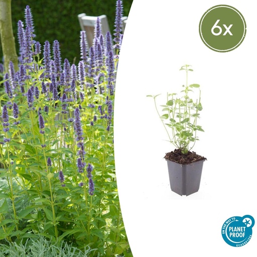 "6x Agastache 'Black Adder' - ↕10-25cm - Ø9cm image"