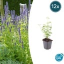 12x Agastache 'Black Adder' - ↕10-25cm - Ø9cm