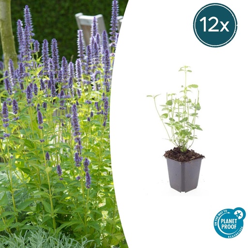 "12x Agastache 'Black Adder' - ↕10-25cm - Ø9cm image"