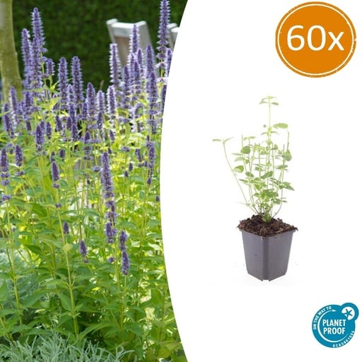 "60x Agastache 'Black Adder' - ↕10-25cm - Ø9cm image"