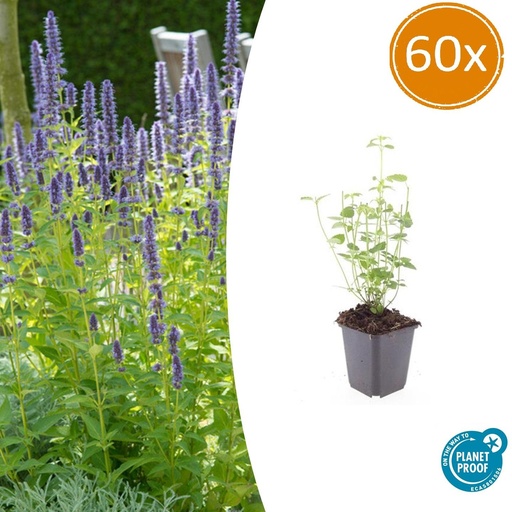 "60x Agastache 'Black Adder' - ↕10-25cm - Ø9cm image"