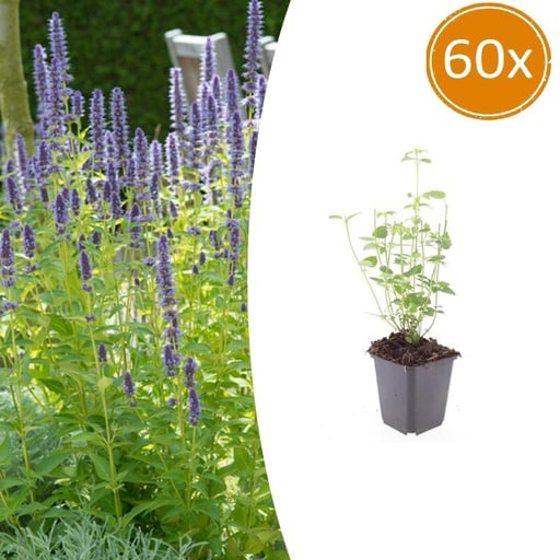 "Duftnessel 'Black Adder' 60er-Set (Agastache) – winterharte Staude, Topf-Ø 9 cm, Höhe ca. 10–25 cm image"
